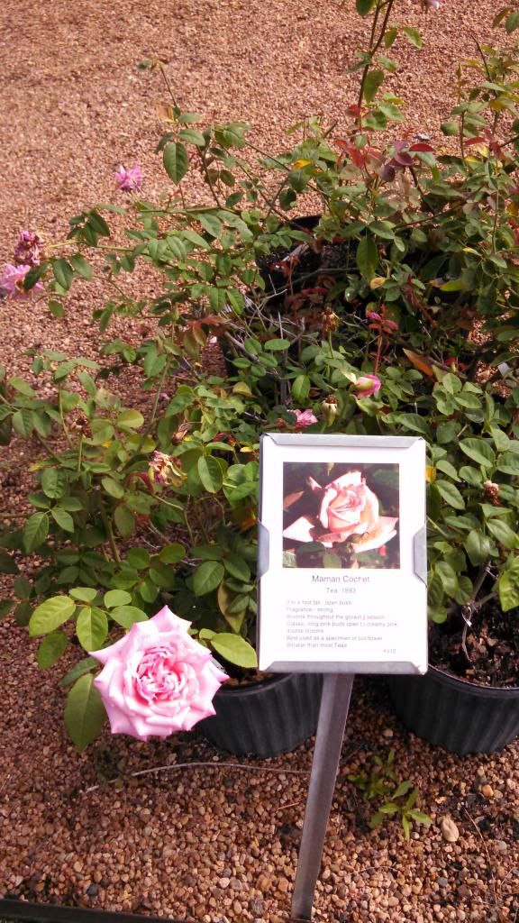  photo IMG_20140924_101203_089.jpg